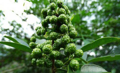 用花椒籽可以种成花椒树苗吗 花椒籽什么时候播种好