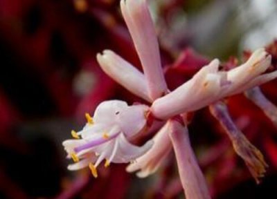 红叶朱蕉开花吗 开花样子 图片