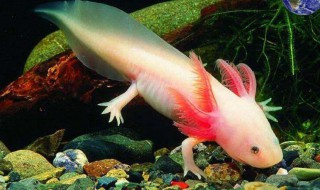 娃娃鱼和六角龙鱼区别 六角龙和娃娃鱼是一种鱼吗