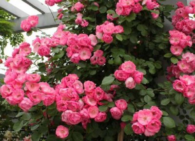 安吉拉月季是藤本还是灌木 安吉拉月季属于藤本还是灌木