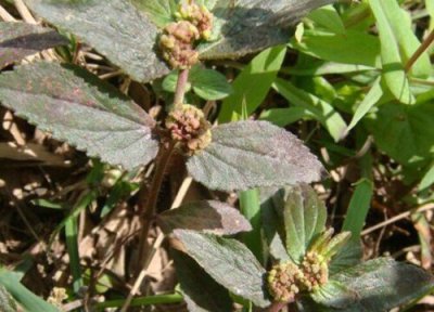 飞扬草作用 飞扬草有什么作用