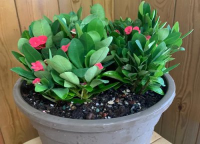 虎刺梅冬天落叶正常吗 虎刺梅冬天出现干边的原因及解决方法