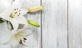 朋友搬家送什么花束好 舅舅搬家适合送什么花束