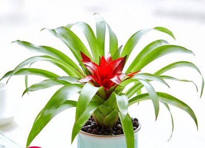 鸿运当头没根能活吗 鸿运当头有叶无根能否栽活