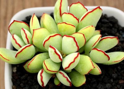 镜晃星多肉养殖 镜晃星多肉怎么养