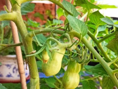 盆栽蔬菜只长叶不结果的原因 花盆种菜为什么不结果