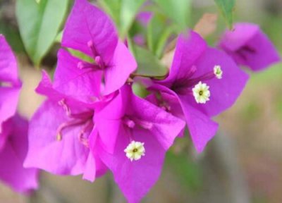 三角梅秋季换盆注意事项 高温季节给三角梅换盆需要注意什么