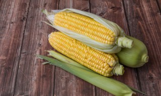 广东冬天种植玉米可以吗 冬天可以种植玉米吗