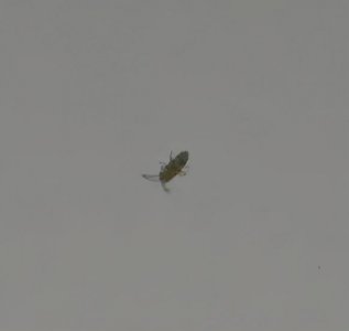 跳虫用什么方法杀死 怎么可以预防家里出现小跳虫