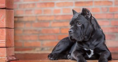 卡斯罗的五大缺点看完后悔了 卡斯罗优点和缺点分析