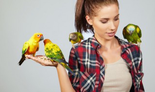 鹦鹉雏鸟怎么养 怎么养活小鹦鹉