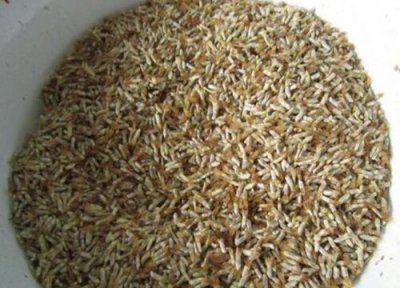 矢车菊种子播种时间 矢车菊种子什么时候播种最好