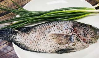 吃花斑鱼的禁忌 花斑鱼的食用禁忌介绍