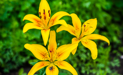 代表友情的花朵 盘点那些象征友谊的花卉及花语