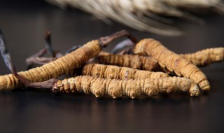 吃冬虫夏草有什么禁忌 冬虫夏草有哪些食用禁忌呢