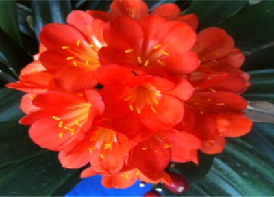 开花期间的君子兰怎样养护好 用什么养护君子兰开出艳丽的花朵