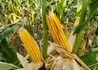 tk601玉米种子简介 玉米品种tk601特征特性