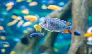 鱼缸滤材多久清洗一次 鱼缸过滤器滤材多久洗一次