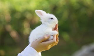 属兔本命年佩戴什么属相好 属兔本命适合带的物品推荐