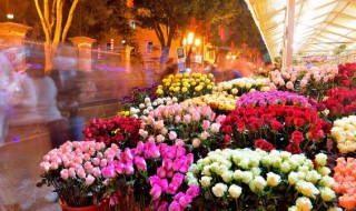 北方室内养什么花好养 北方室内养什么花好冬天