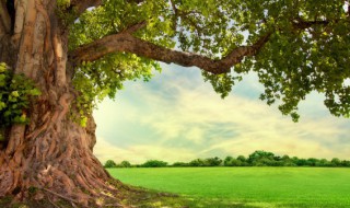 泡桐什么时候开花 泡桐树开花的时间