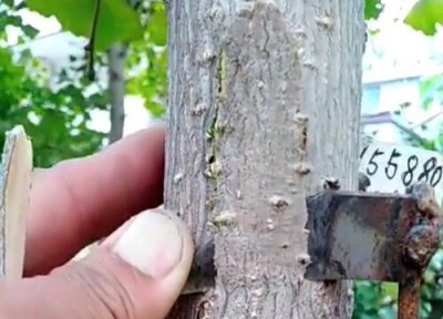 杏树嫁接梅花的步骤 老杏树嫁接梅花的方法