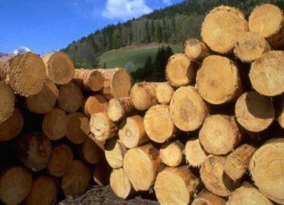 花旗木是什么木材 有什么特征