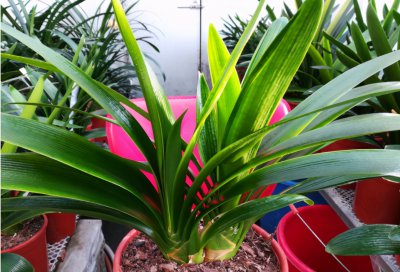 腐熟的花生壳能作为肥料吗 花生壳腐熟发酵变为养花肥料