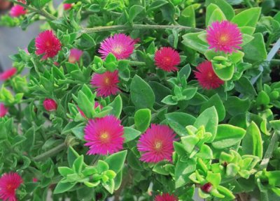 牡丹吊兰喜阴还是喜阳 牡丹吊兰喜阴还是喜阳光的植物