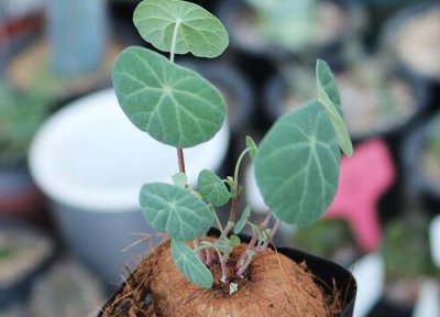 山乌龟耐寒吗 山乌龟越冬温度及养护方法