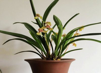 兰花软腐怎么处理 兰花如何防两腐更轻松