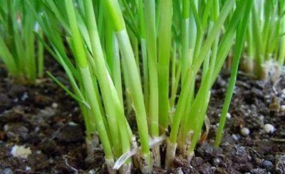 韭菜收割完施什么肥料 韭菜什么时候收割什么时候养根