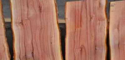 椿茶木特点 椿茶木是什么木材