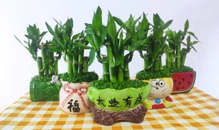 龙竹水养怎么养才能更旺盛 龙竹水养如何养才能更旺盛