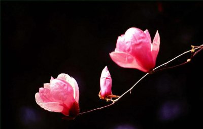 什么花的花语是至死不渝的爱 象征寓意永恒的爱的花卉