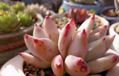 多肉能在太阳底下晒吗 多肉植物不能暴晒才能养成肉墩子