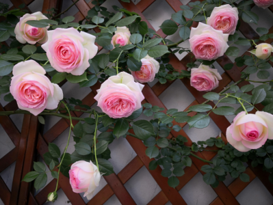 月季怎样修剪才能开花多一点 盆栽月季花败后修剪才好看