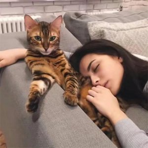 吸猫是啥意思是什么 日本饲主利用喵星人来解决家庭纷争