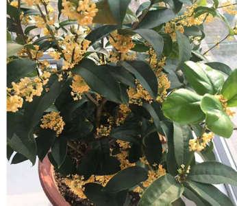 桂花哪个品种最好最香 什么样的桂花树名贵花期长