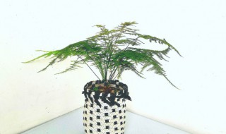 客厅摆放花盆风水禁忌 客厅摆放花盆的讲究