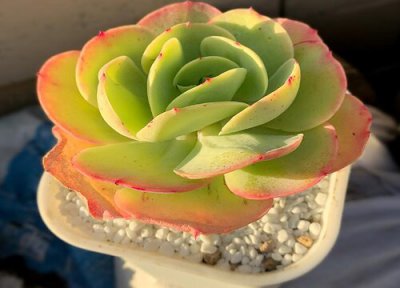 多肉怎么施肥才能更旺盛 如何给多肉施肥料又肥又胖