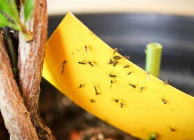 家里小飞虫怎么消灭小窍门 屋里很多小飞虫应该怎么处理