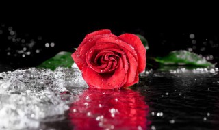 冬季鲜切玫瑰的储存方法 冬季鲜切玫瑰如何储存