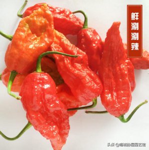 我国辣椒是哪里产的最好 中国最辣的辣椒在哪个地方出产
