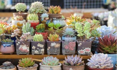 多肉插片怎么种植 多肉叶插牢记5步生根快不化水