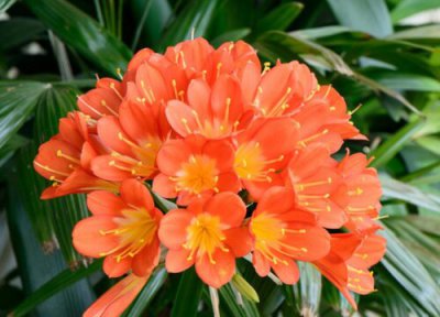 君子兰代表男人还是女人 君子兰花象征什么含义与意义