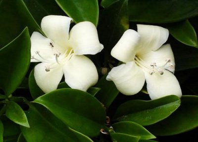 非洲茉莉怎么养活 非洲茉莉怎么养殖好