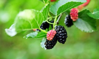 有什么办法保鲜桑椹 如何保鲜桑椹