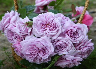 花属于植物吗 花是植物吗 属于什么植物