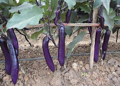 茄科蔬菜有哪些 常见的茄科蔬菜品种